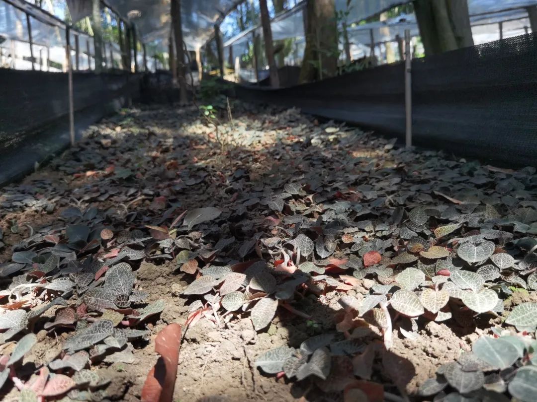 闽清：“绿叶子”变“金叶子” 返野生种植带来好“钱景”