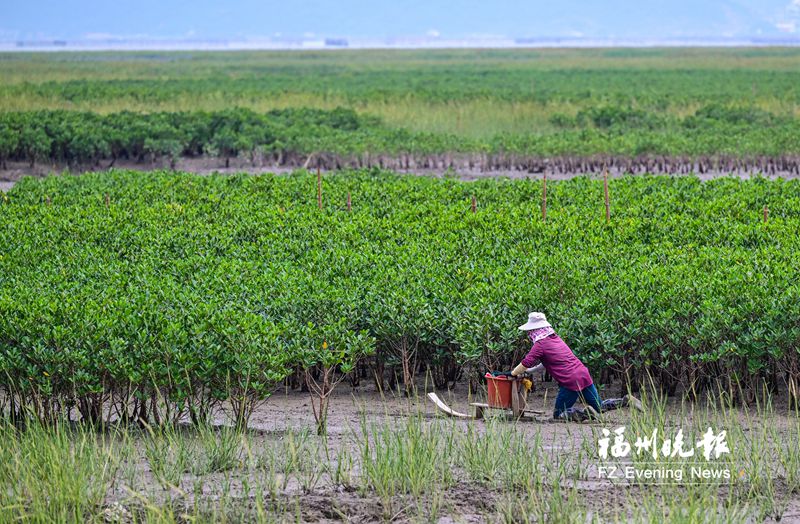 连江马鼻镇浮曦村水上建立农林牧场：密密红树林 十万大红蟳