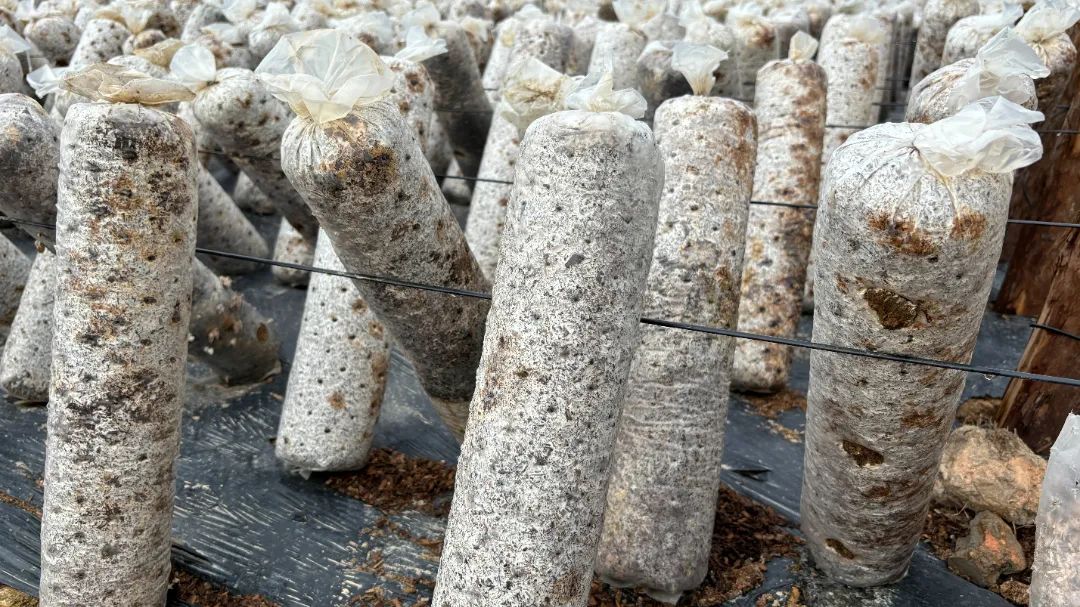 闽清：土地里种“黑金” 孕育致富新希望