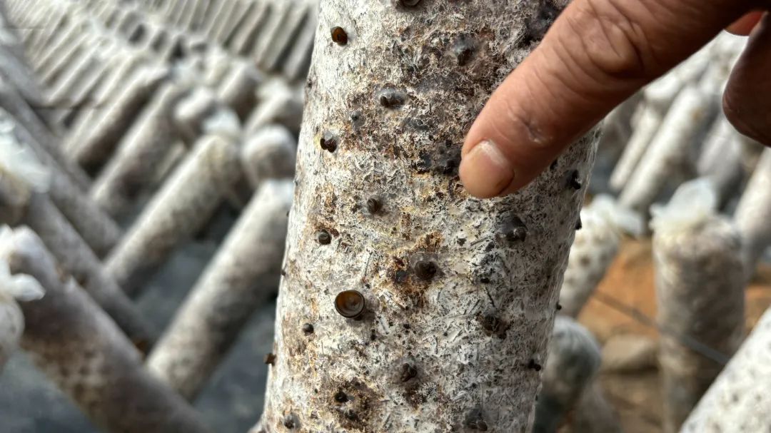 闽清：土地里种“黑金” 孕育致富新希望