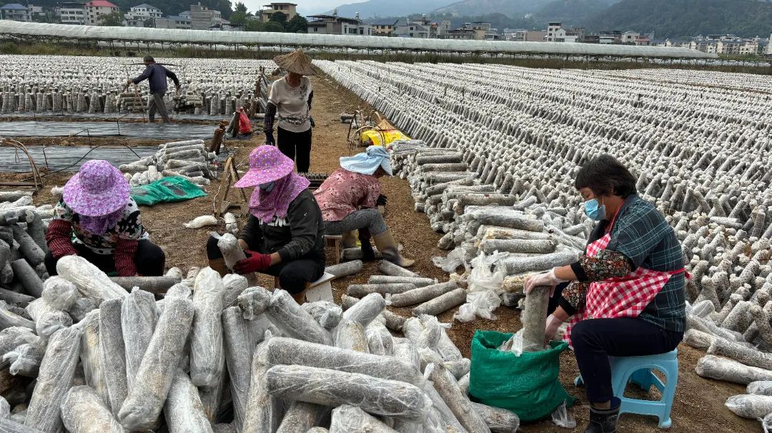 闽清：土地里种“黑金” 孕育致富新希望