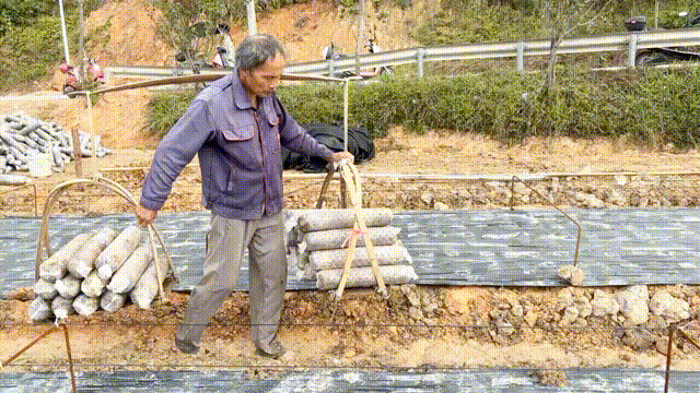 闽清：土地里种“黑金” 孕育致富新希望