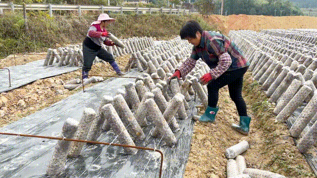 闽清：土地里种“黑金” 孕育致富新希望